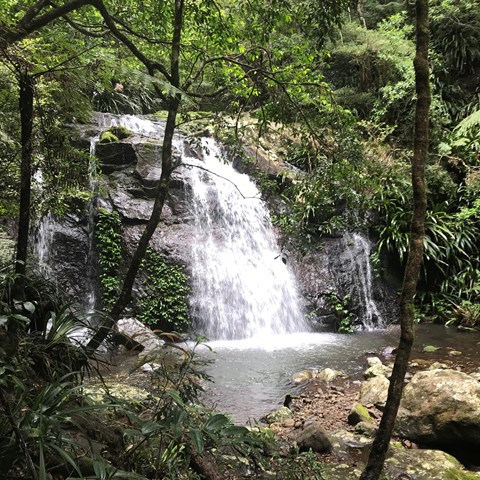 Coomera circuit, Lamington National Park, Parks and forests