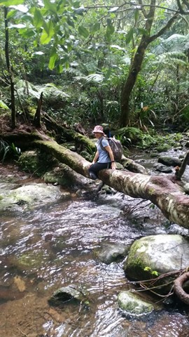 Hiking Coomera Circuit in Binna Burra - Get Out There Adventures